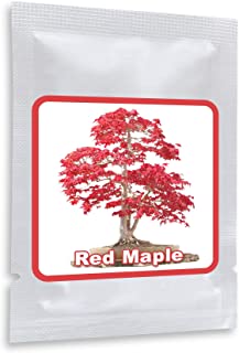 20 Semillas rojo Arce Japones - (Acer palmatum atropurpureum) - Puede ser cultivado como arbol o como bonsai