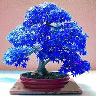 20pcs purpura fantasma azul arbol de arce japones- (Acer palatum)- semillas de flores- semillas de arboles bonsai- plantas en maceta para el hogar y el jardin