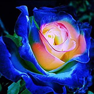 ADOLENB Seed House - Semillas de rosa azul Semillas de flor-La rosa mas bella del mundo- Jardin de casa exotica Semillas de rosa Floracion larga Hardy