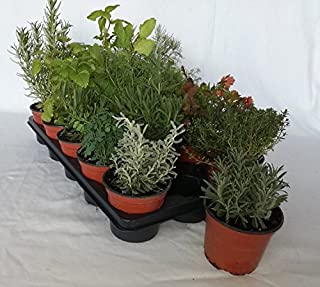 Bandeja de planta aromatica variada (maceta de 10-5 cm) (15 unidades) - Planta viva - Planta aromatica