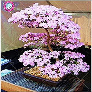 Bonsai japones arbol de Sakura Semillas Semillas raras japonesas flores de cerezo Flores en bonsai- Rosa Prunus serrulata 10 semillas - pack