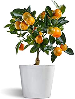Calamondin - naranjo enano de interior - citricos comestibles - maceta ceramica 12cm - planta viva (blanco)