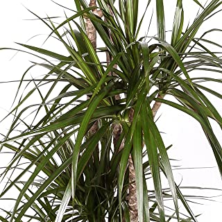 Dracaena Marginata - Maceta 17cm. - Altura aprox. 80cm - 2 Troncos - Planta viva - (Envio solo a Peninsula)