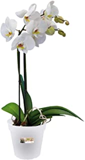 Elho 2055290 - Conceptos basicos de orquideas Verdes del Maceta Creciente Transparentes de 13 x 13 x 12 cm