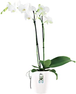Elho Brussels Diamond Orchid High Maceta Alta- Blanco- 12-7x12-7x15-2 cm