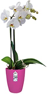 Elho Brussels Orchid High Maceta Alta- Rojo (Cherry)- 12-7x12-7x15-2 cm