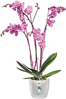 Elho Brussels Orchid Maceta- Transparente- 13x13x11-4 cm