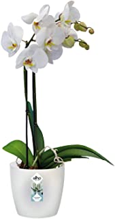 Elho Brussels Orchid Maceta- Transparente- 15.9 x 15.9 x 14.6 cm