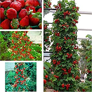 Escalada gigante roja fresa Semillas Semillas Frutas y centro de bricolaje semillas raras para bonsai - 10pcs - lot