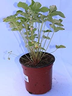 Fresa salvaje (Maceta 10-5 cm O) - Planta frutal viva