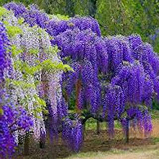 Kisshes Seeds- Semillas del arbol de Wisteria-Flor fragante floreciente multifuncional Flor semillas de arbol de glicinia (purpura)