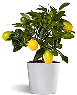 Limequat o limonella lakeland - limonero enano de interior - planta viva - maceta ceramica 12cm