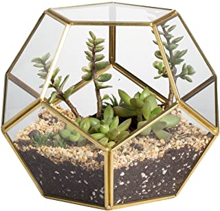 NCYP Terrario de Cristal Transparente con diseno de pentagono dodecaedro geometrico para Plantas suculentas- Vidrio- Transparente- Gold Copper