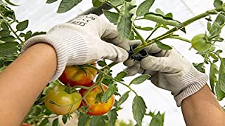 PAMPOLS 100 Clips o Soportes para tomateras y Otras Flores- Plantas y brotes TREPADORAS de Color Negro