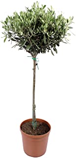 Planta de interior de Botanicly – Olivo – Altura: 100 cm – Olea europeae