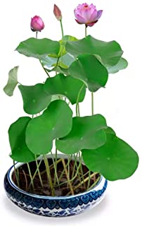 Plantas hidroponicas en un recipiente en maceta de interior lotus semillas de loto coloridas plantas acuaticas purifican el aire flores de temporada nenufares