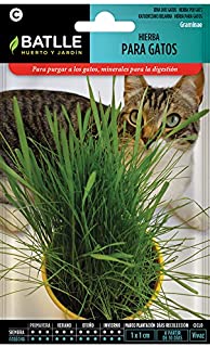 Semillas Aromaticas - Hierba para gatos - Batlle