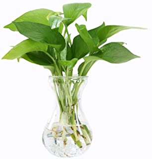 Skyeye 5Pcs Florero de Vidrio Transparente Adecuado para Jacinto Macetas de Plantas Acuaticas Hidroponicas Oficina de Oficina en el Hogar Flor Decorativa