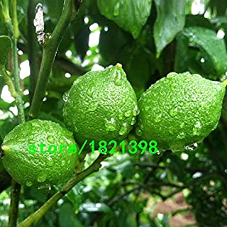 Venta caliente Semillas de Limon Verde Jardin de Frutas Huerto de Terraza Huerta Granja Familia Bonsai en Macetas Semillas de Plantas Perennes 100 Unids